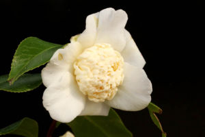 また椿です。白卜伴。もうすぐ紅唐子が開いてくるから、それも写真とろう。 椿 白卜伴