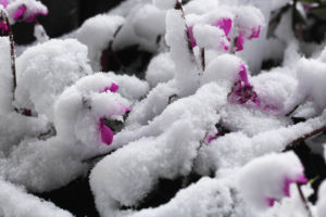 せっかく咲いていたシクラメン コウムが雪に埋もれてしまいました。でも平気です。丈夫なシクラメンです。 シクラメン コウム