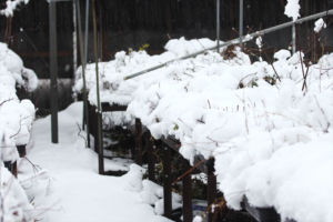 前日まで全く雪なんてなかったんですが。ま、よくあることなので、少なくとも3月いっぱいはノーマルタイヤに換えられません。 大雪