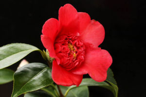 椿の紅唐子。またの名を日光。一番わかりやすいのは紅卜半という呼び方でしょうか。しかし、これはおしべがそのまま残っていますね。花粉が使えそう。 椿 紅唐子