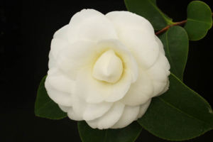 椿の白菊。千重咲でもう少し開くと思いますがとてもきれいな状態で咲きました。 椿 白菊