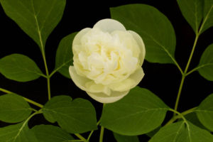 青軸八重咲ヤマシャクヤク。八重咲としてもかなり弁数多く見事。もう何も言うことはありません。 青軸八重ヤマシャクヤク