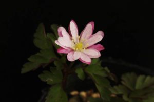 ミヤマイチゲ 丹後姫。可愛らしい花で花付もいいんですが、よく白く咲いたと言われます。ずっと屋外で、日なたで咲かせるといいみたい。蕾のころに日に当ててもだめみたいです。 ミヤマイチゲ 丹後姫