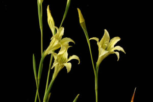 原種のグラジオラスだそうです。咲いたらすっきりとした緑色で、とってもきれいでした。 原種グラジオラス