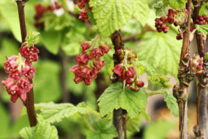 北海道に生えているエゾスグリです。花が赤くてきれい。実も赤いです。 エゾスグリ