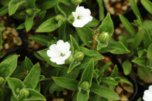 樺太ビランジ。樺太にはえているんでしょう。ビランジは全体的に不思議な印象を受けます。ビランジって何なんだろう。 樺太ビランジ