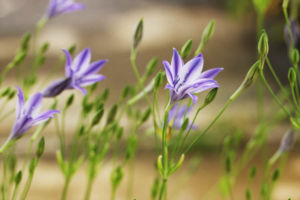 トリテレイアです。分類が少しややこしく以前はブローディアと呼んでいました。涼しげな花です。 トリテレイア
