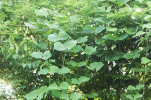 クズ。葛。いつの間にかはびこってしまいました。この夏はこいつをなんとか退治して葛湯にしてやろうと思っています。 クズ