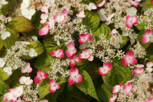有名なアジサイ 紅。アジサイもそろそろ終わりですね。 アジサイ 紅