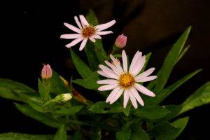 ピンクの友禅菊です。綺麗な花。でもなんでいま咲いてるんだろう。 桃花友禅菊