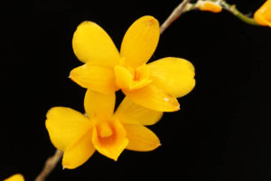 竹葉セッコクという、小ぶりのラン。セッコクと言うよりカタカナのデンドロビウムですね。 竹葉セッコク