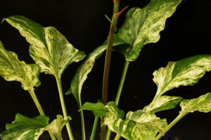 まだら赤花のウバユリの葉です。葉もきれいな斑入です。 白散斑ウバユリ(花も赤)