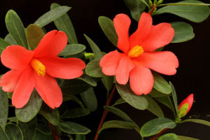 とてもきれいなアザレア椿です。今頃咲いてきます。9月頃まで咲くこともあります。 アザレア椿