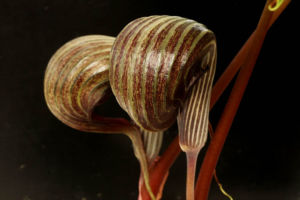 シマウマテンナンショウです。生産している方によると、良く増えるがなかなか咲かないそうです。遅くなって芽が出て、いきなり咲きます。 シマウマテンナンショウ