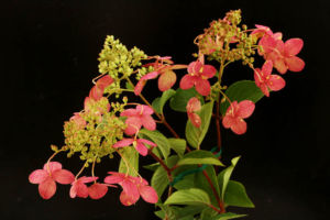 赤花ノリウツギ。色々あり、寒くないと色付かないものなどが多いですがこれは比較的色の乗りやすいタイプだそうです。霧ヶ峰ノリウツギといっているものです。 霧ヶ峰赤花ノリウツギ