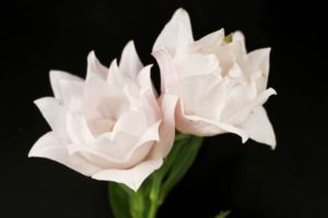 ピンクのキキョウ、花弁が4重になっています。3重まではたまにでますが4重は珍しいのでは。 4重咲ピンクキキョウ