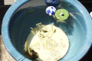 これは信楽のメダカ鉢、13寸。気に入ってる色。浮き球はMade in Chinaだ。 メダカ鉢