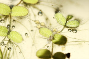 これがメダカの卵です。サンショウモに絡ませている。もう水温も高く病気の心配はないと思います。屋内で低温だと水カビみたいなのが出やすい メダカの卵