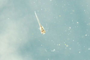 いつの間にかいた稚魚。半分くらい体は透明です。黒っぽくなりそう? メダカの稚魚