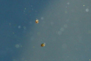 くるくる泳いでいるやつを発見。ミジンコです。種類とかは小さすぎて分かりません。 ミジンコ