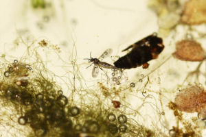 虫がちょくちょく落ちて死んでいます。そのうち栄養分になるんでしょう。水面には良く虫が来るのか、必ずと言っていいほどクモが巣を張っています。 虫