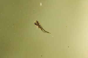 仔メダカにいた奇形で、生まれつき少し曲がっていました。無事育ってくれるでしょうか。 仔メダカ