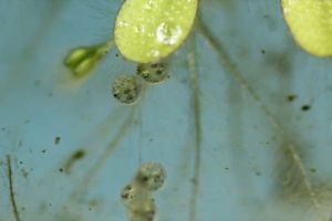 卵です。なにかができつつあるのが分かります。目みたいなのができているようです。 卵