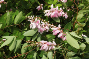 今は花がとても少ない時期ですが、桃花ニワフジがとてもきれいに咲いています。 桃花ニワフジ