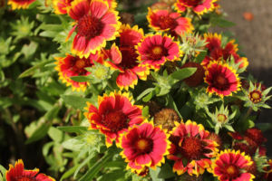 ガイラーディア。キクの花は好きです。でも、どれも見分けが付きません。 ガイラーディア