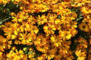 へレニウム。キク科の花は見分けが付きません。でもどれも好きです。 へレニウム