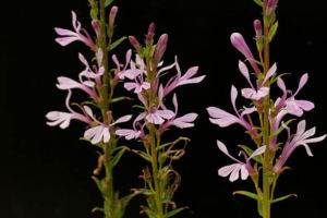 近年発見されたピンクのサワギキョウです。洋種のドギツさがなくてなかなかやさしい色合いです。 桃花サワギキョウ