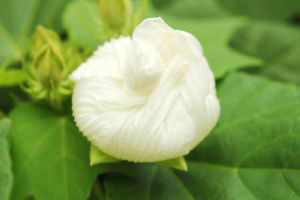 美味しそうな小龍包です。嘘です。本当は閉じかけたスイフヨウです。 スイフヨウ