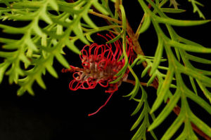 スパイダーツリーと呼ばれている木です。オーストラリア産のグレビレア科の木で、これも色々なタイプがあります。なんとなくクモっぽい気もする。 スパイダーツリー