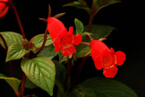 イワタバコの仲間の、ネマタンサスという植物のようです。これもいろんな種類があり、由緒が分かりません。わりと丈夫そうな印象。 ネマタンサス