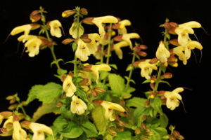 黄花アキギリ。これは新潟県産です。ちょっと丸葉なのは、焼いて作ったためか、そういう個体なのか。来年確認します。 黄花アキギリ