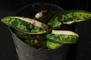 斑入屋久島チャボホトトギス。派手な白斑が全部の葉っぱに入っています。来年も出て欲しい。 斑入屋久島チャボホトトギス