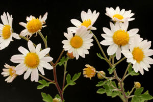 サツマノギクです。蕾はピンクで開くと白。菊は好きですが中でもきれいな品種だと思います。 サツマノギク