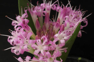 ポリキセナ・ピグメア。南アの球根植物です。置き場所が薄暗いのでどうしても伸びてしまう。今度、ひなたで咲かせてみたいです。 ポリキセナ・ピグメア