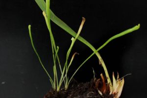 サラセニアのポットに実生が映えていました。小さいですが、ちゃんと筒状になっています。丈夫ですね。 サラセニア 実生