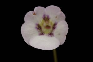 ムシトリスミレの朧月です。円弁の花型がいいですね。咲く時期がよく分かりません。 ムシトリスミレ 朧月