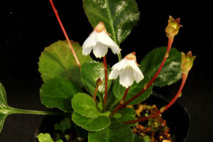 シマイワカガミです。南方の島に生えているもので、秋咲ですでに花は終わっています。別名シマイワウチワ。どちらかというとイワウチワに近い感じですね。学名はShortia rotundifloraだそうです。 シマイワカガミ Shortia rotundiflora