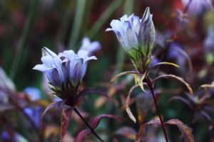 ササリンドウ(ササバリンドウ)です。でも、牧野新日本植物図鑑だとただのリンドウとなっていて、白花のものをササリンドウと呼ぶ、となっているんですよね。 ササリンドウ