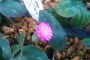 全体的に見て、段咲のほうが開花は早い印象です。 雪割草