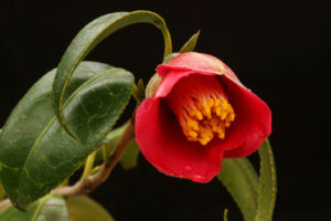 椿の妻戸姫。雪椿で、雲竜椿です。なかなか好きな花です。 椿 妻戸姫