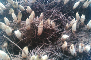 福寿草です。早めに植えたやつはもう咲きそうになってます。 福寿草