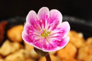 これも初花です。もう少し開くとどんな花かはっきりしますが、覆輪になるかどうか楽しみです。 雪割草