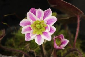 実生新花です。素晴らしい花だとおもいます。覆輪もいいし、中心も明るい緑であざやか。 雪割草