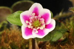 実生新花。まあまあ素晴らしい花です。覆輪でもこのレベルの花はなかなかありません。 雪割草