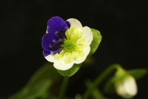 実生新花。素晴らしい花です。伊達絞りの青軸変化咲としてはいいと思います。 雪割草