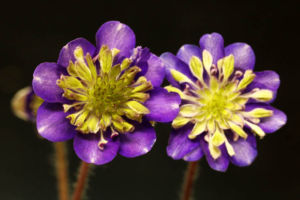 三段咲。まだ小苗ですので、作り込んだらかなり良くなるような気がします。 雪割草